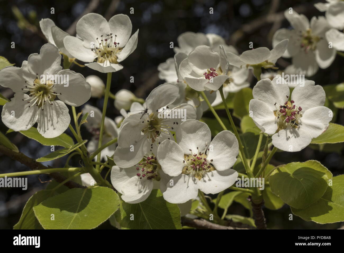 Un selvaggio pera, Pyrus spinosa, Pyrus amygdaliformis, mandorla-lasciato pera, in fiore in primavera eaerly. Foto Stock