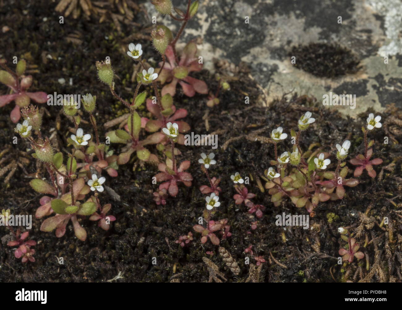 Rue-lasciava sassifraga, Saxifraga tridactylites, in fiore sulla pavimentazione di pietra calcarea. Foto Stock