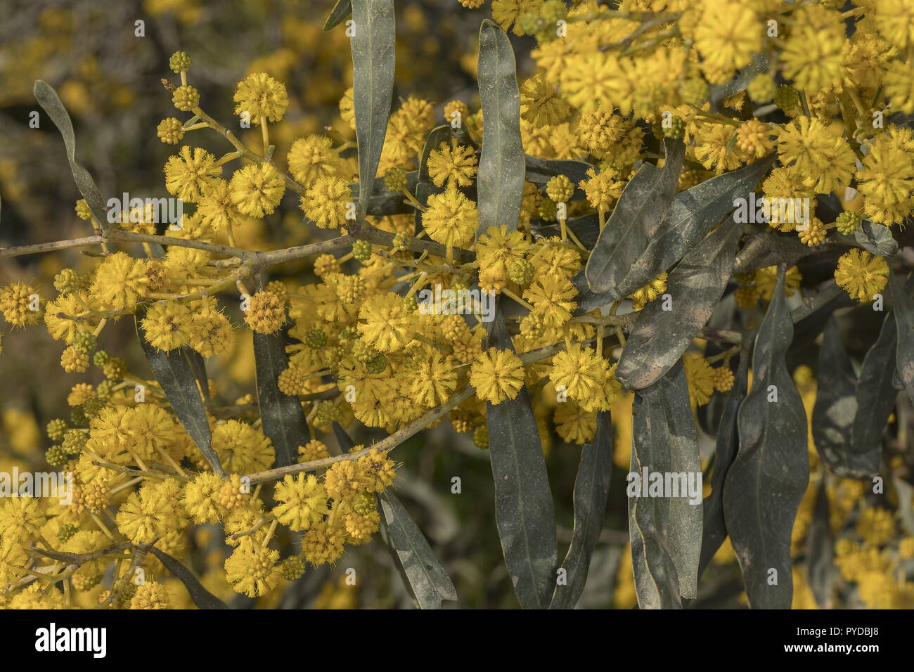 Coojong o Golden Wreath bargiglio, Acacia saligna nel pieno fiore. Foto Stock