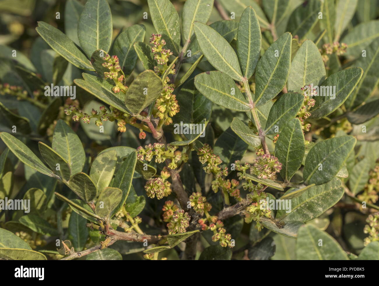 Struttura di mastice, Pistacia lentiscus - maschio fiori e foglie pionnate. Rodi. Foto Stock