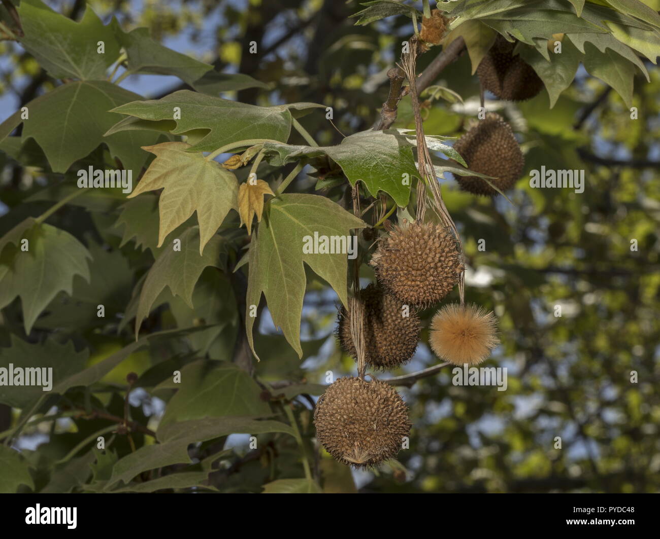 Piano orientali, Platanus orientalis nella frutta. Rhodes, Grecia. Foto Stock