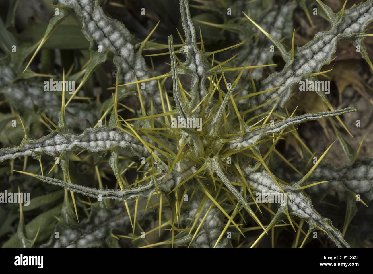 Soldier Thistle, Picnomon acarna, foglie spinose in primavera. Rodi. Foto Stock
