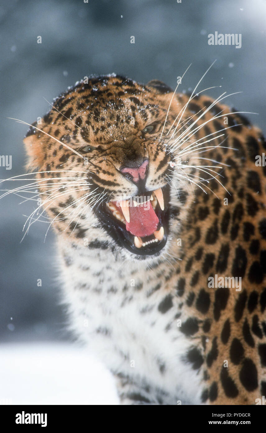 Leopardo di Amur, gatti grandi, Asia, Captive Foto Stock