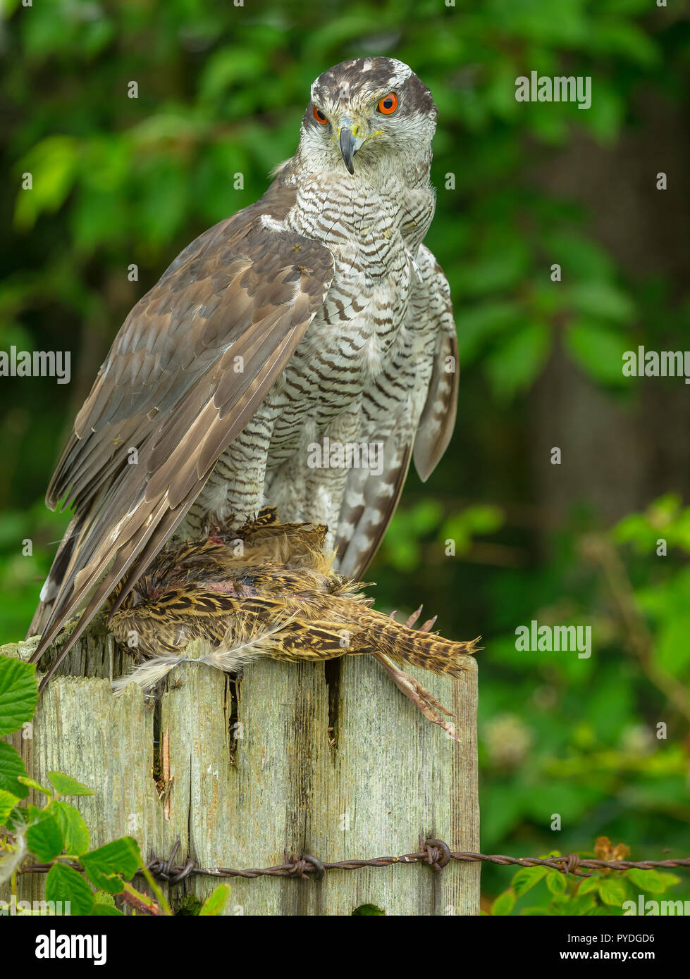 Astore (nome scientifico: Accipiter gentilis). Grande raptor, questo è un captive Astore appollaiato su un palo da recinzione e alimentazione su una pernice. Ritratto Foto Stock