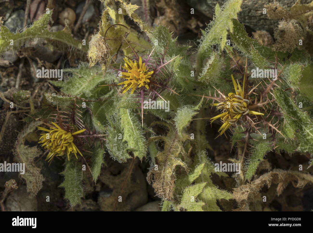 San Benedetto thistle, Centaurea benedicta in fiore mostra pinnate brattee. Rodi. Foto Stock