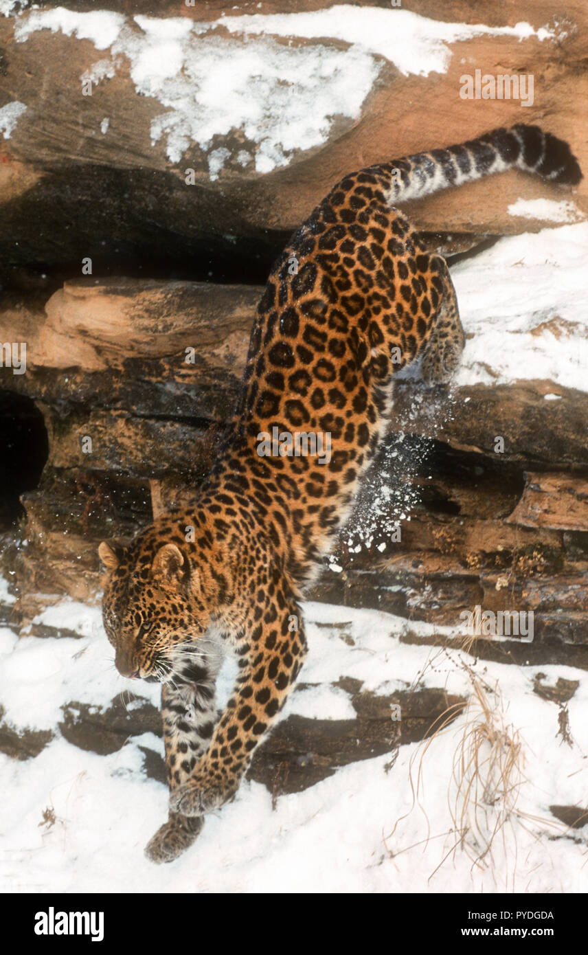 Leopardo di Amur, gatti grandi, Asia, Captive Foto Stock