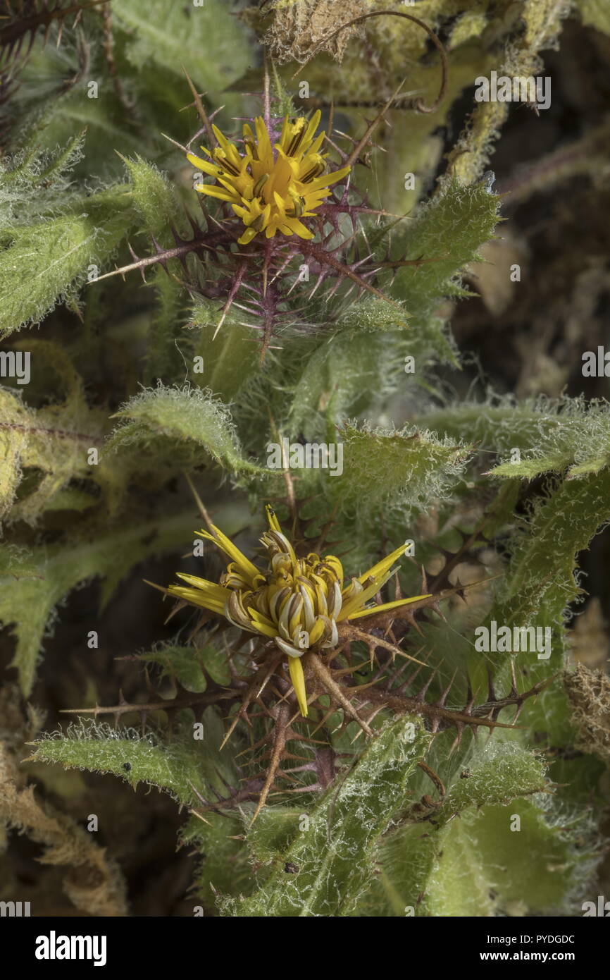 San Benedetto thistle, Centaurea benedicta in fiore mostra pinnate brattee. Rodi. Foto Stock