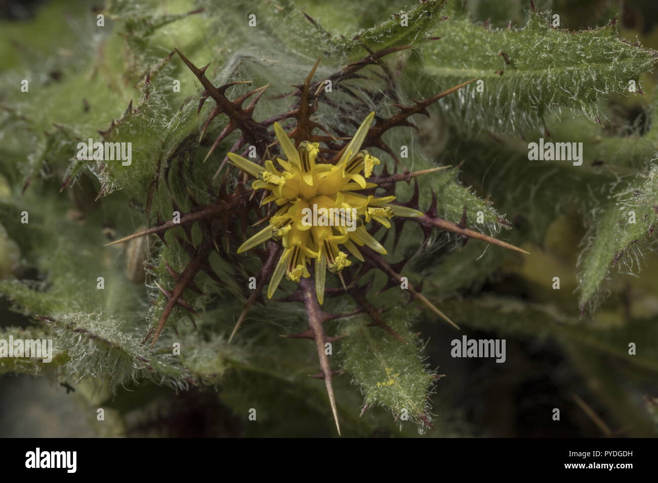 San Benedetto thistle, Centaurea benedicta in fiore mostra pinnate brattee. Rodi. Foto Stock