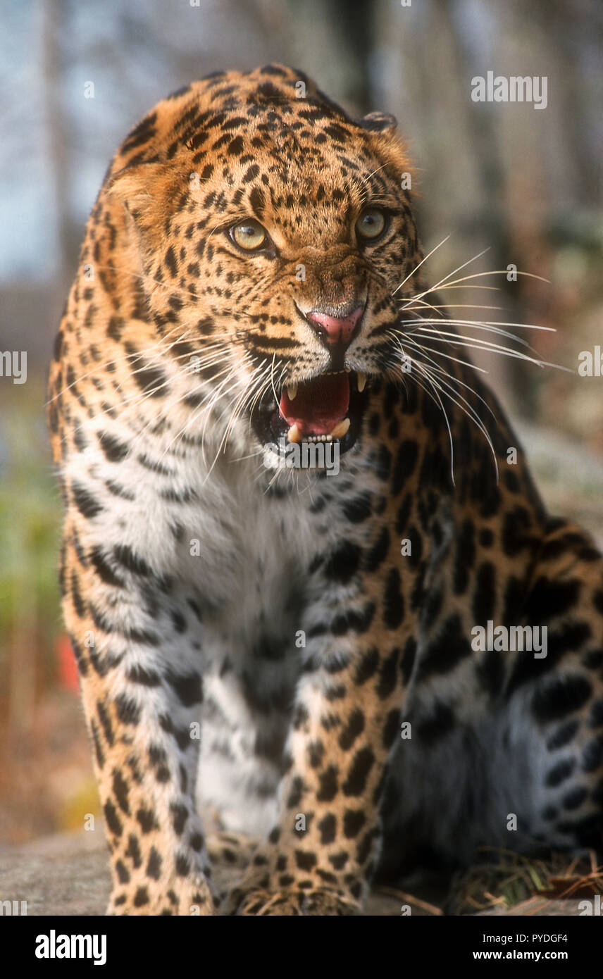 Leopardo di Amur, gatti grandi, Asia, Captive Foto Stock