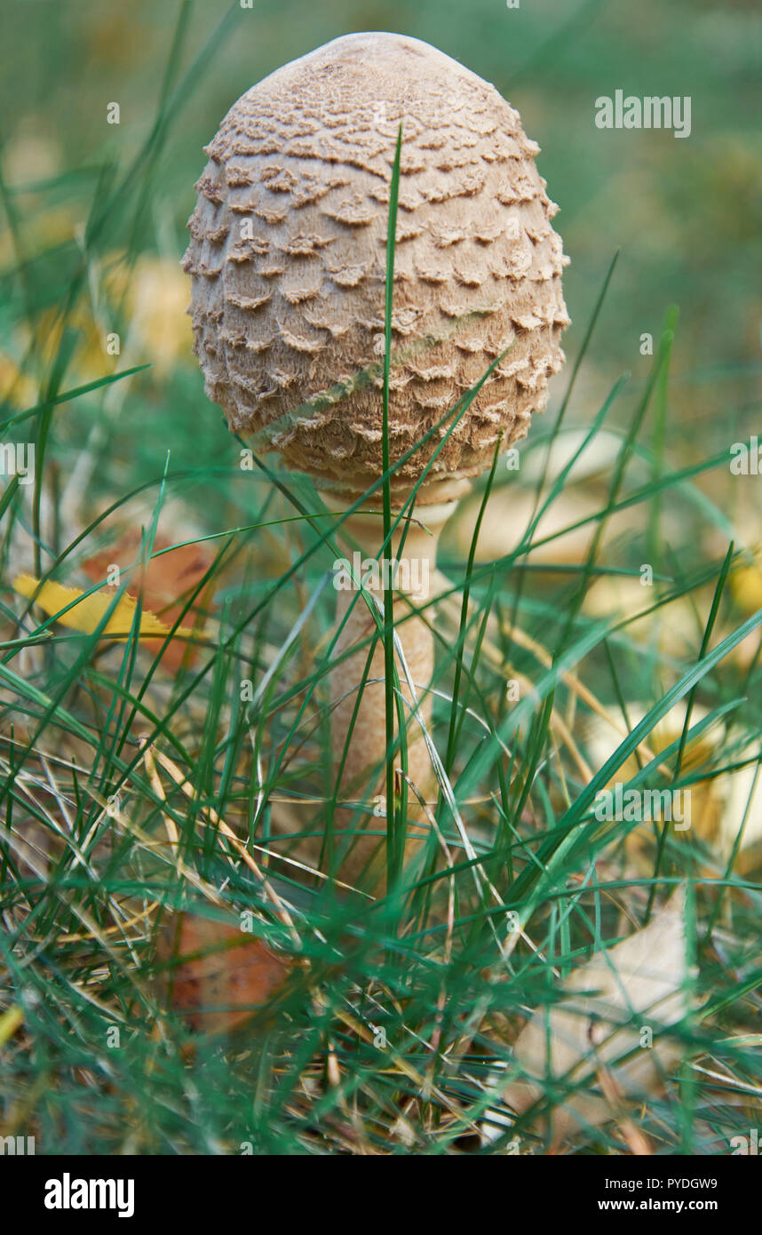 Giovani Parasol (fungo Macrolepiota procera) con tappo di chiusura Foto Stock