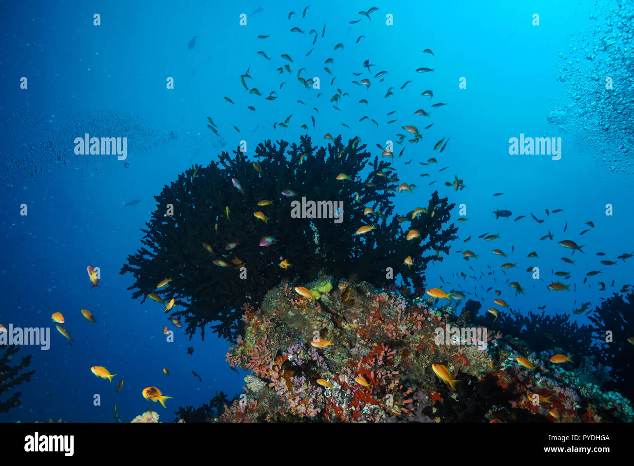 Tubastraea Micranthus mezzanotte Coral Maldive Foto Stock