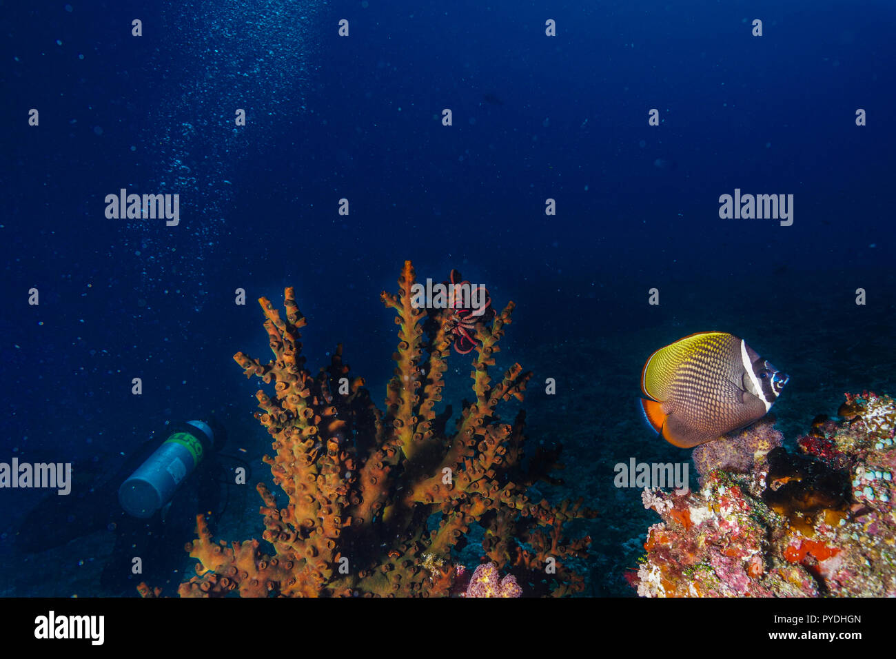 Tubastraea Micranthus mezzanotte Coral Maldive Foto Stock