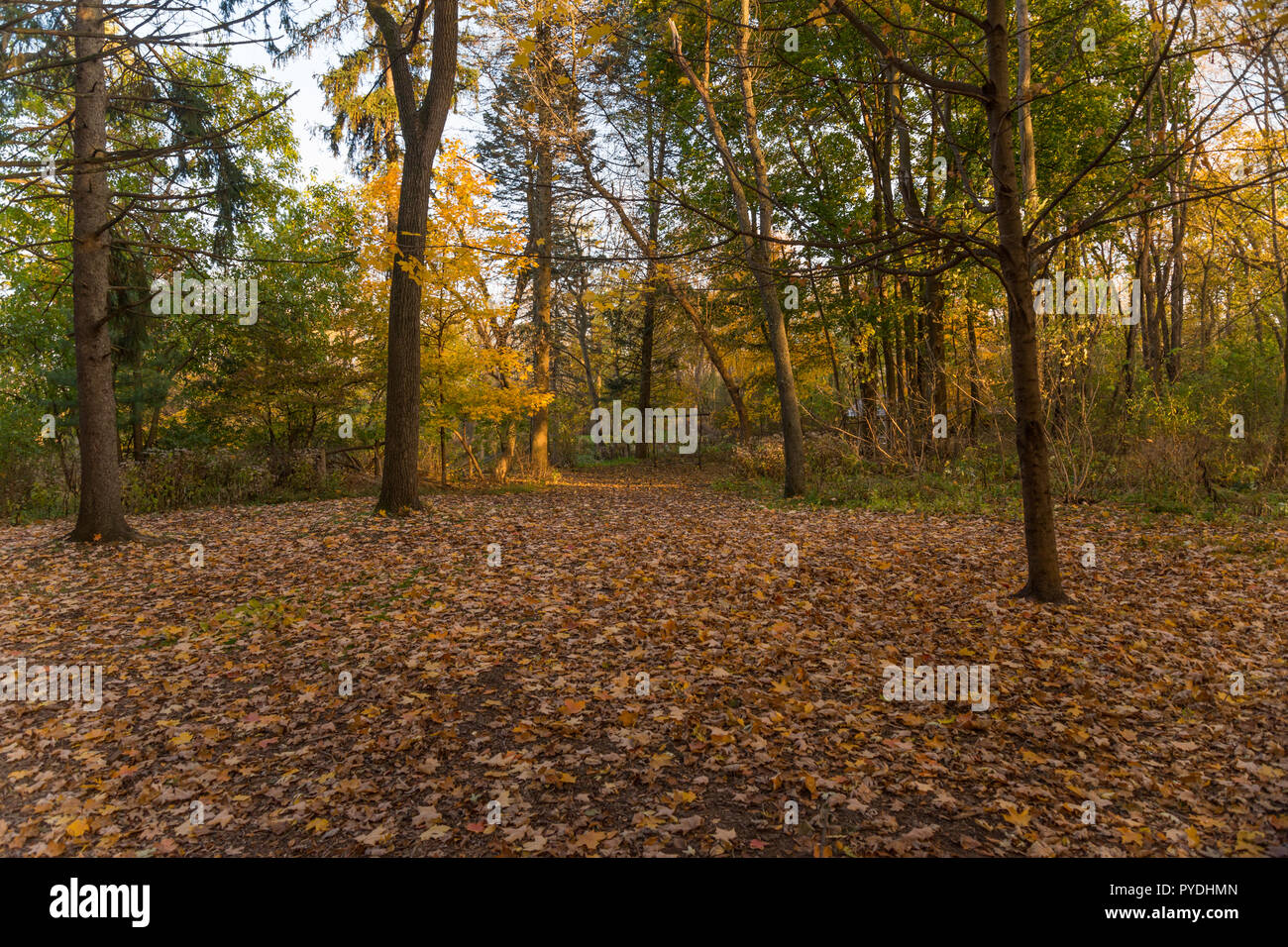 Colorato autunno foresta con foglie cadute, copertura del terreno Foto Stock