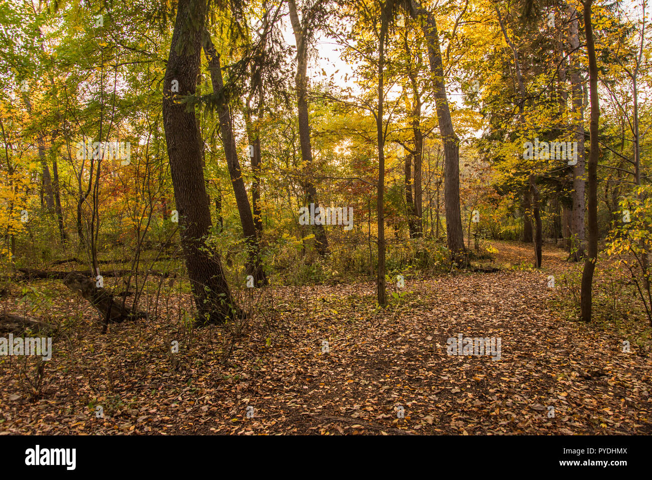 Colorato autunno foresta con foglie cadute, copertura del terreno Foto Stock