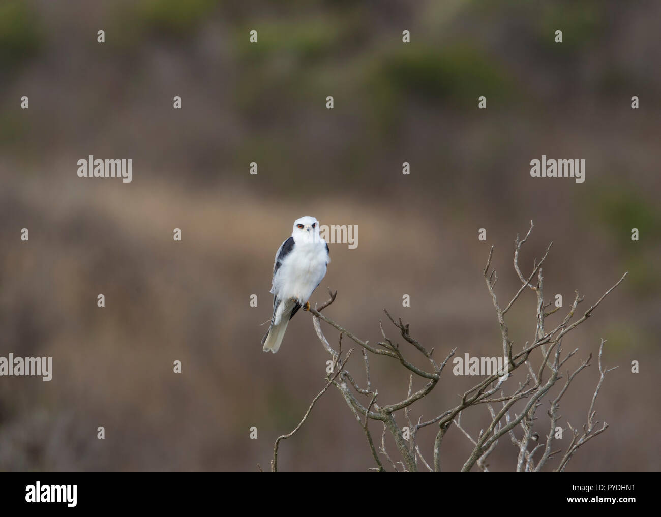 White Tailed Kite Foto Stock