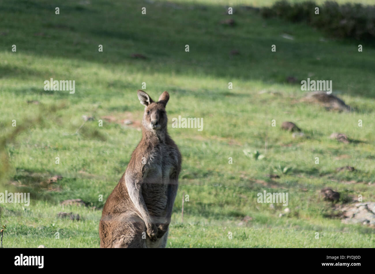 Wild maschio di canguro in un campo di fattoria di pascolo Foto Stock