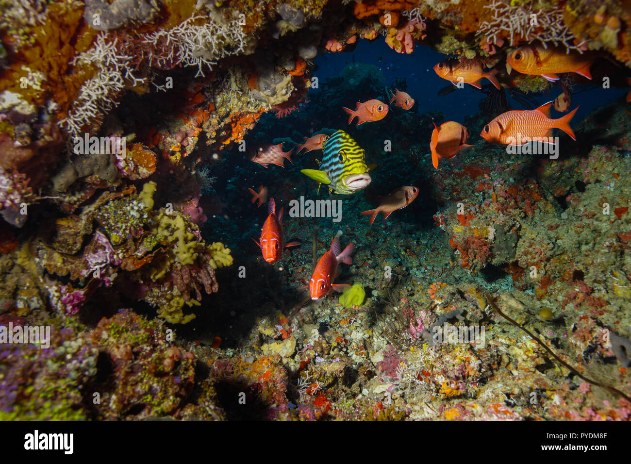 Pesce tropicale presso le Maldive Foto Stock