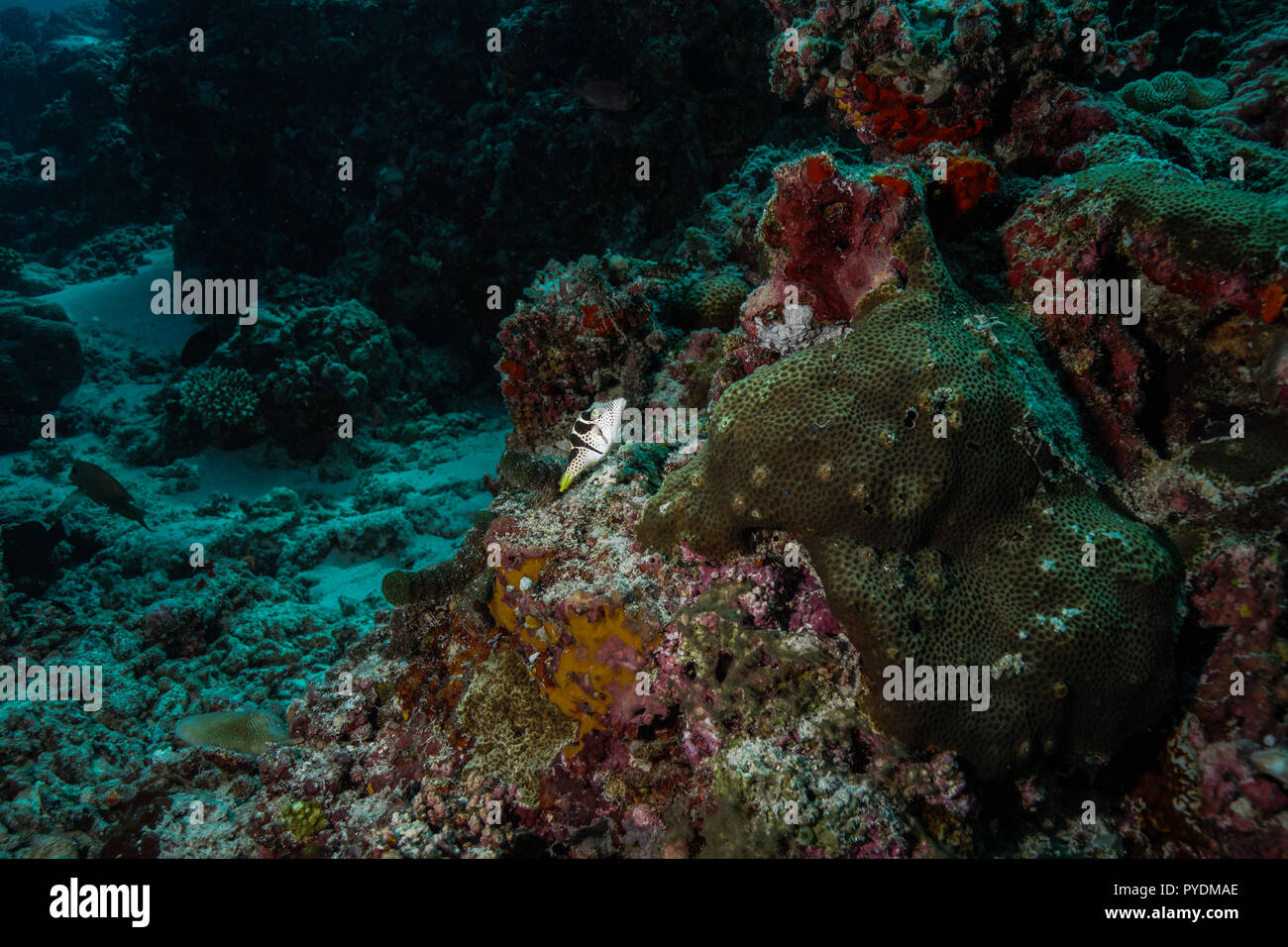 Paraluteres prionurus pesci Maldive Foto Stock