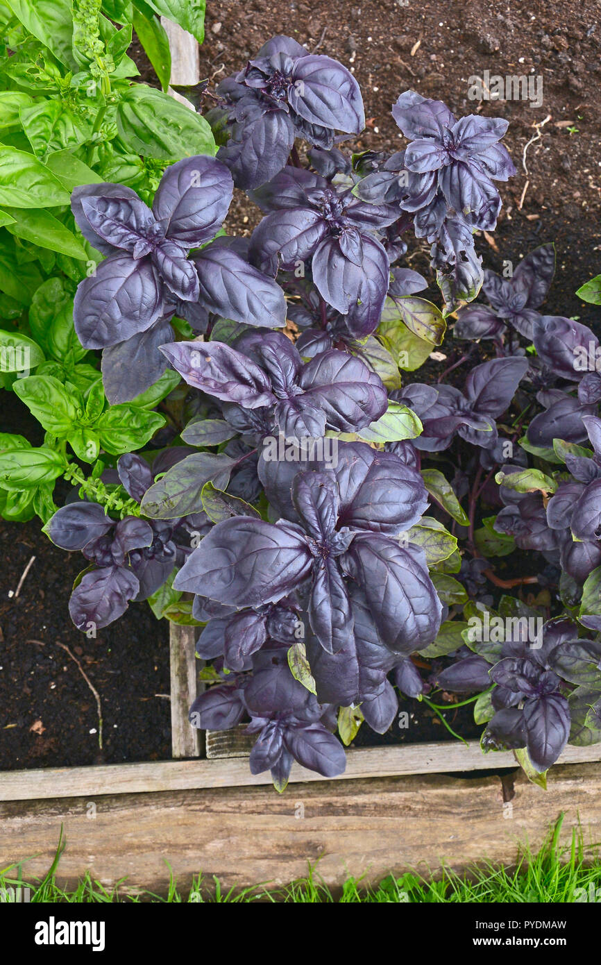 Close up di dolci italiani e viola il basilico in un giardino di erbe aromatiche Foto Stock