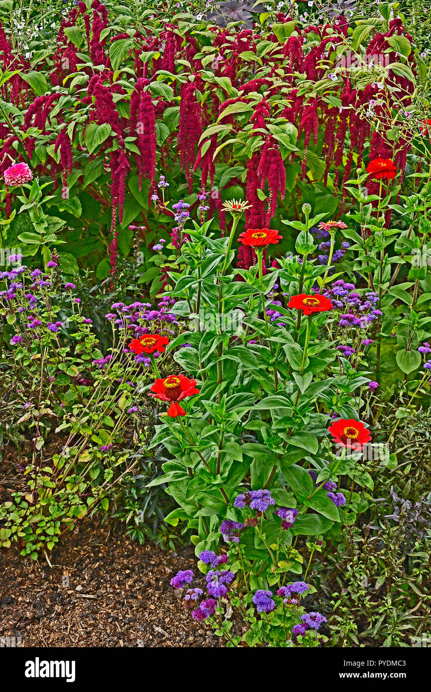 Dettaglio di un fiore confine con Amaranthus caudatus, amore giace il sanguinamento e Zinnias Foto Stock