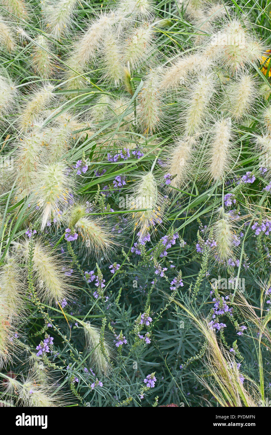 Fiore giardino confine con erba ornamentale Pennisetum villosum Foto Stock