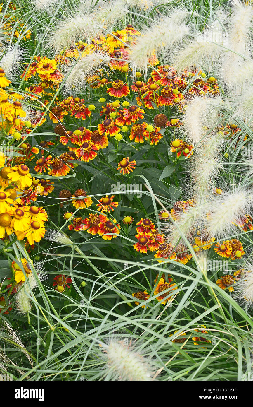 Colorato giardino di fiori con bordo Heleniums Waldraut e erba ornamentale Pennisetum villosum Foto Stock
