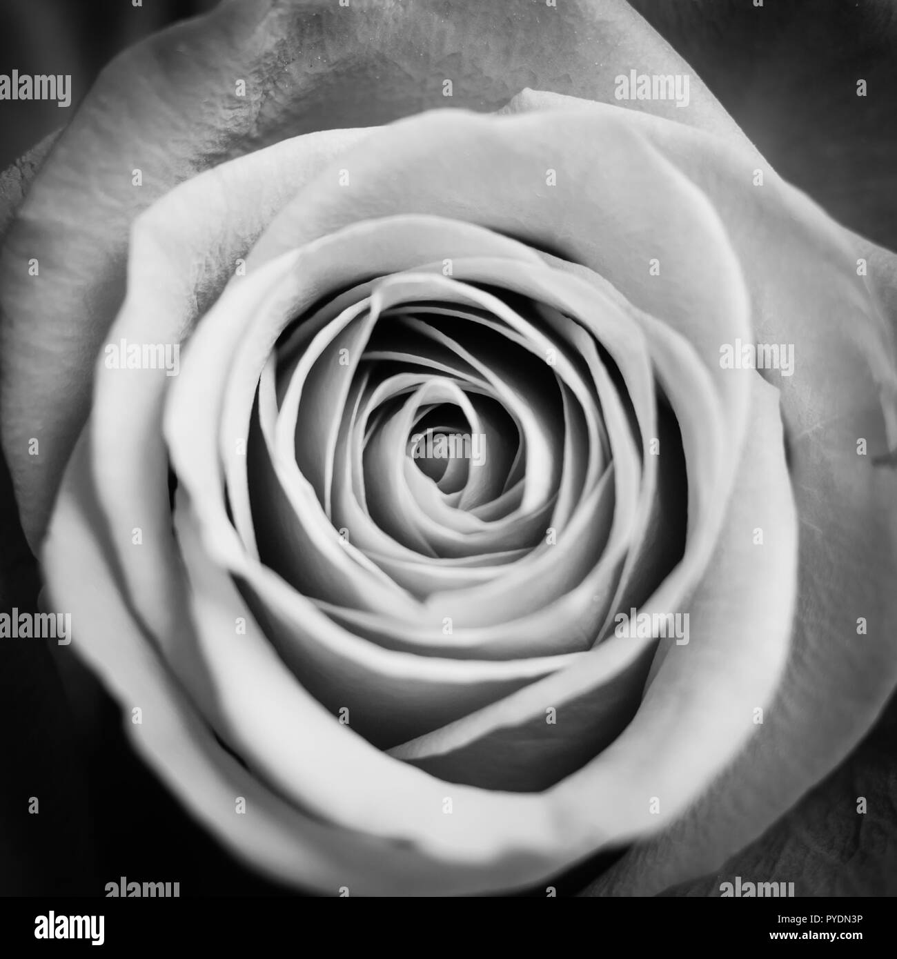 Close up macro shot di una rosa rossa, in bianco e nero Foto Stock