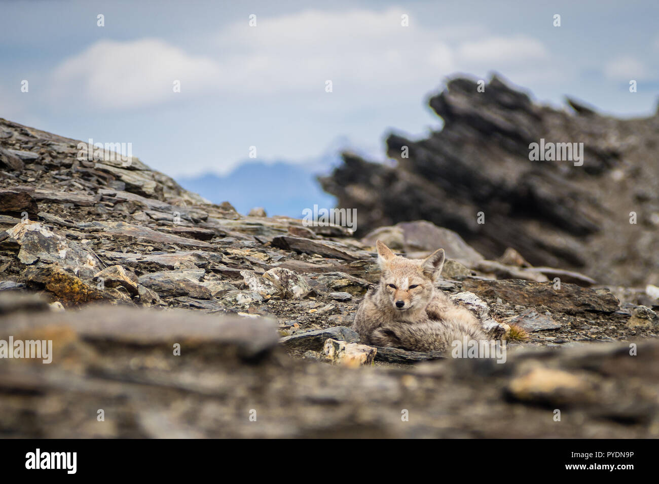 Dettaglio di un Gray Fox rilassante nella sommità del Cerro Guanaco in Ushuaia. A sud di Argentina in Patagonia Foto Stock
