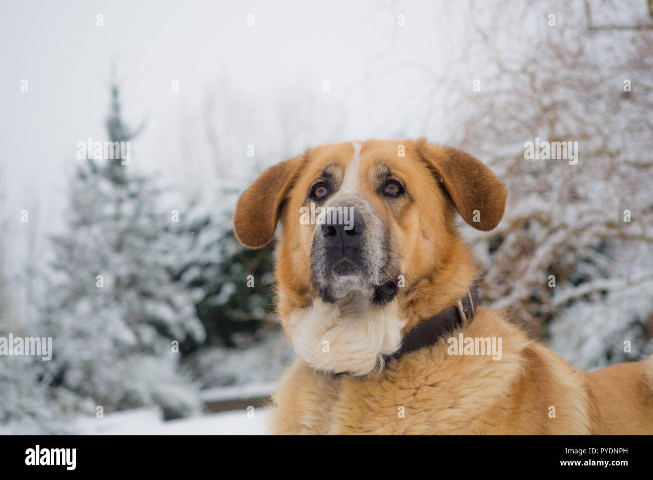 Lo spagnolo mastiff faccia in un giorno di neve, un cane femmina. Particolare del volto Foto Stock