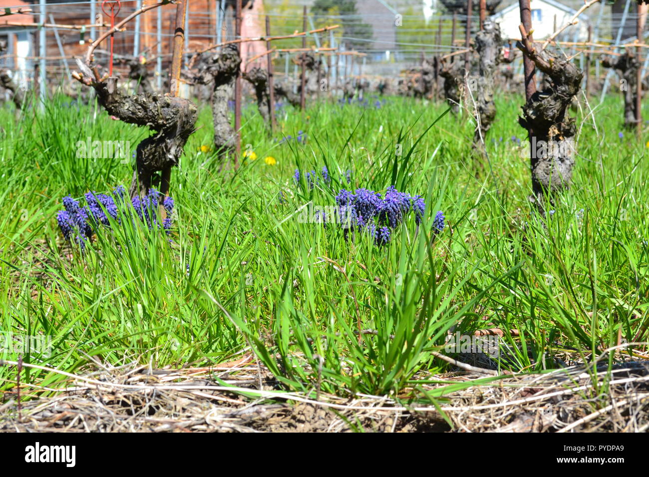 Giacinti uva a Cully, Vaud, Svizzera. Esse crescono i vigneti che la linea discese rivolte a sud del Lago di Ginevra intorno Epesses west di Vevey Foto Stock