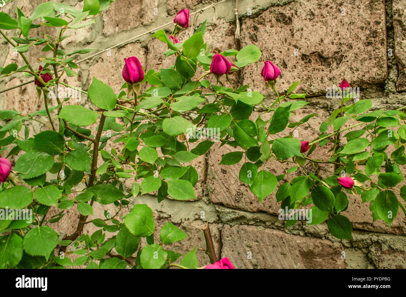 Bussole di ricci con boccioli di rose rosse,legata con delle corde per la recinzione del muro di pietra Foto Stock