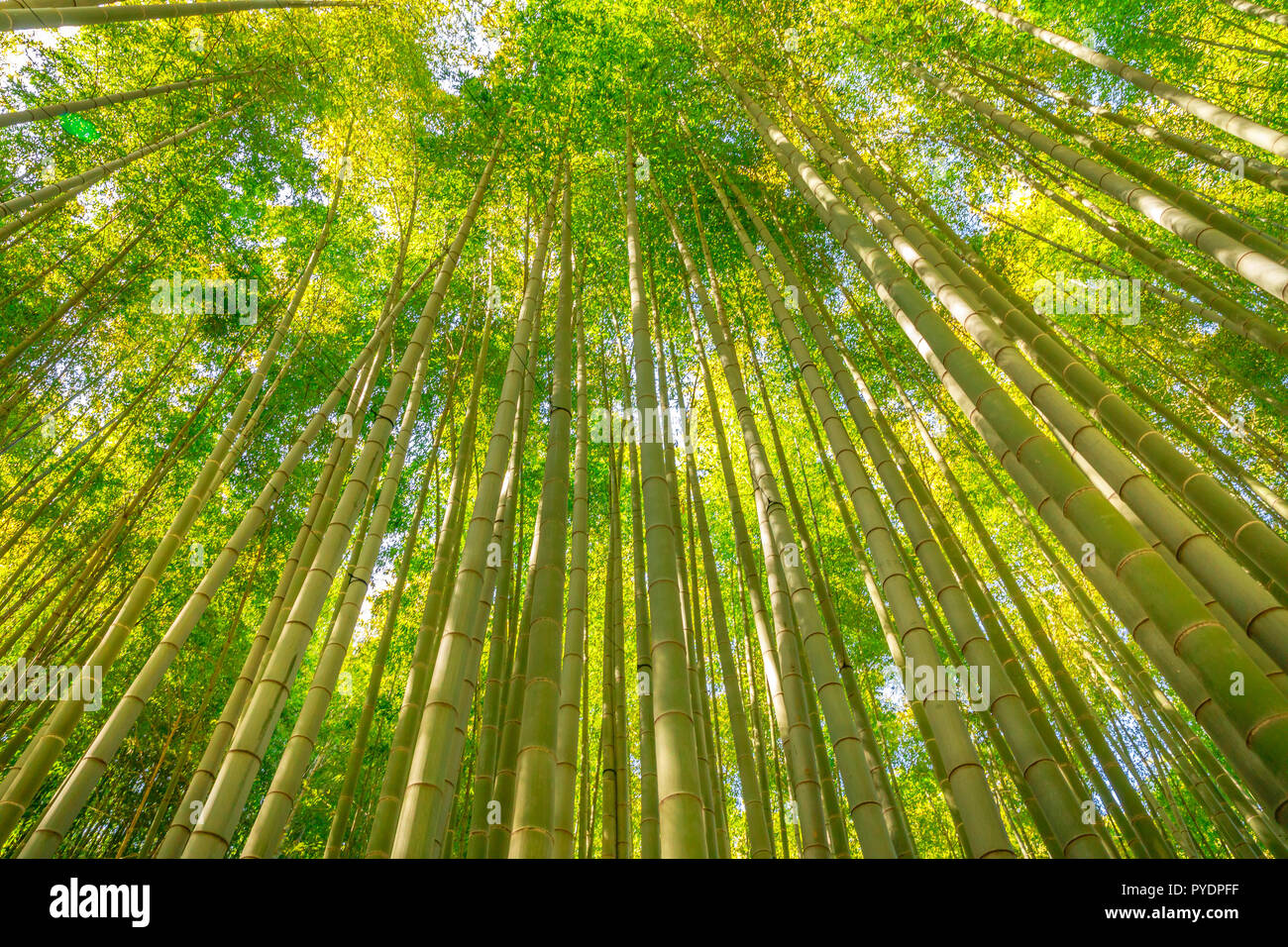 Verde bosco e di Bambù di prendere-dera tempio di Kamakura città del Giappone. Sun accesa boschetto di bambù sfondo per concetto meditativo. Vista dal basso del bambù gigante giardino di Hokoku-ji il tempio di Kamakura, Foto Stock