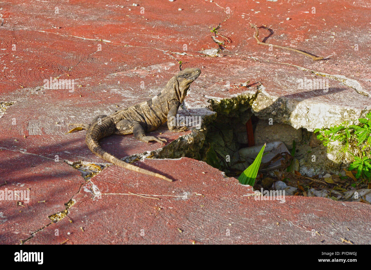 Lizard sul marciapiede di Cancun, Messico Foto Stock