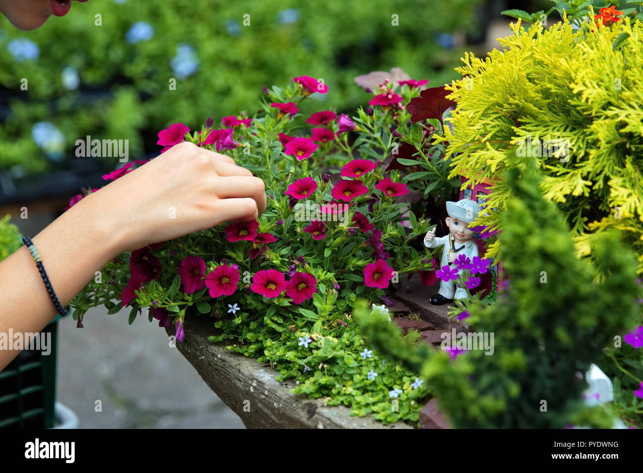 Una giovane donna di pulitura a mano fuori erbacce e altri detriti da un giardino fiorito con un simpatico sventolando sailor figura. Foto Stock