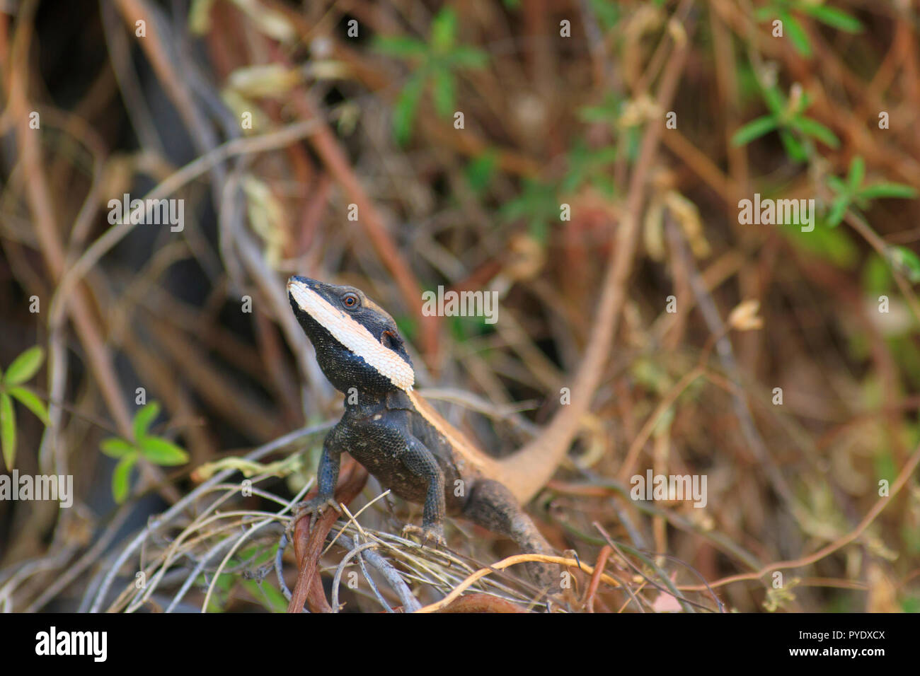 A becco lungo, Drago Gowidon longirostris, caccia per il cibo sulla banca del fiume di Burke a Boulia in Western Queensland. Foto Stock
