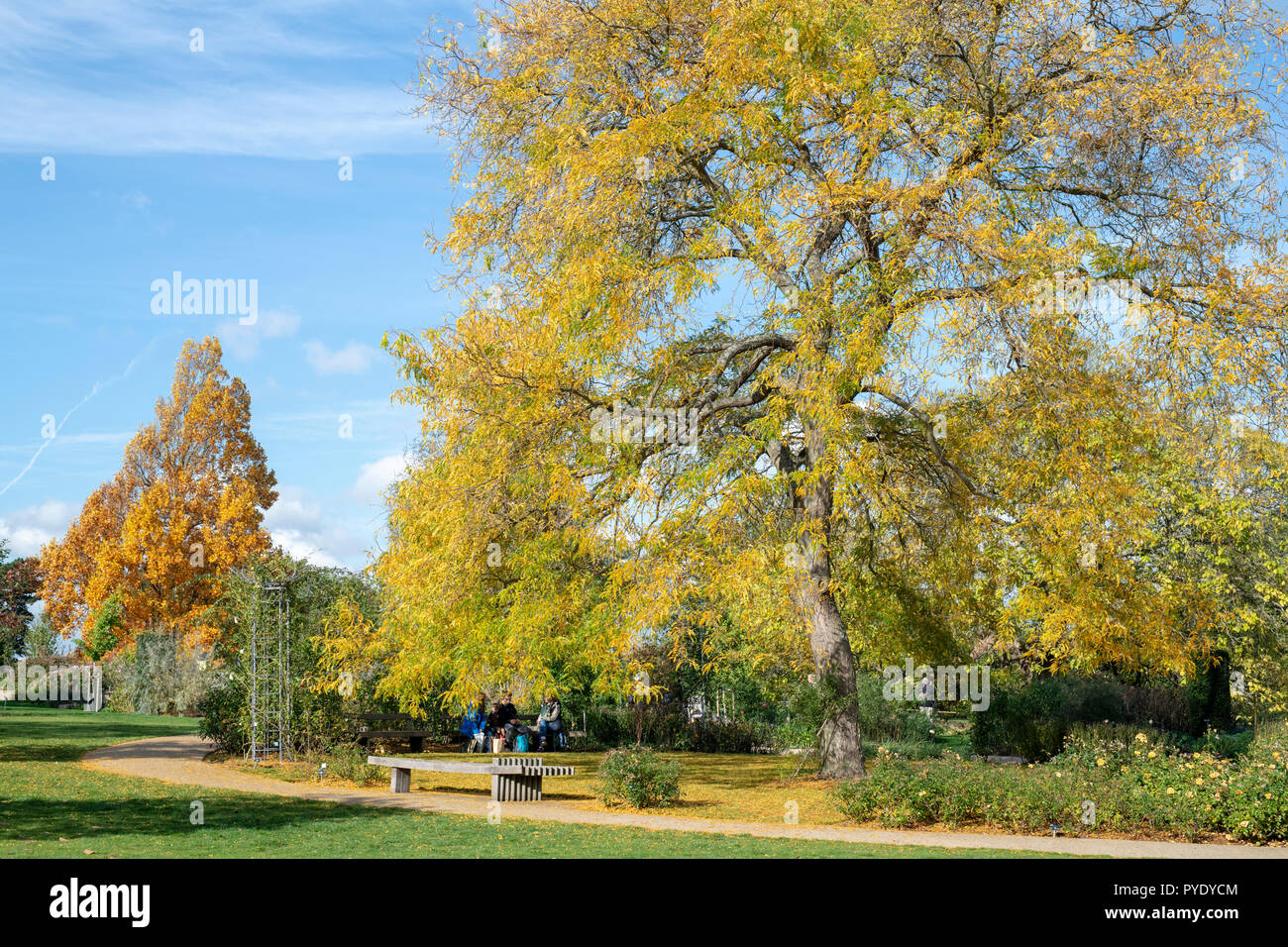 Gleditsia Triacanthos 'Sunburst'. Il miele Locust Tree in autunno a RHS Wisley Gardens, Surrey, Inghilterra Foto Stock