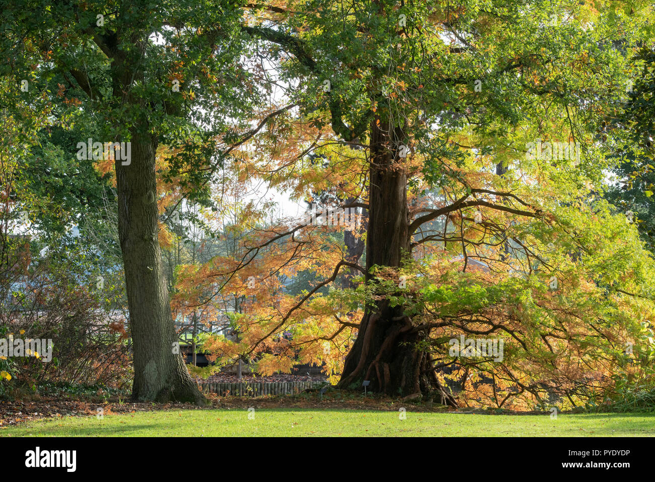 Metasequoia glyptostroboides. Dawn Redwood Albero in autunno a RHS Wisley Gardens, Surrey, Inghilterra Foto Stock