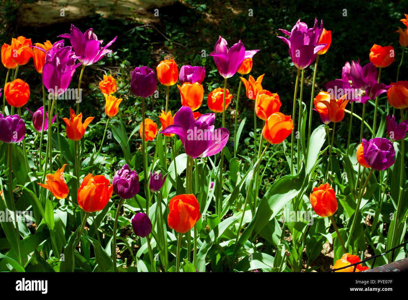 New York, NY - 05 Maggio: fiori al di fuori Il Boathouse - Fine Art Collection a Central Park domenica 5 maggio 2013 a New York, NY. Foto Stock