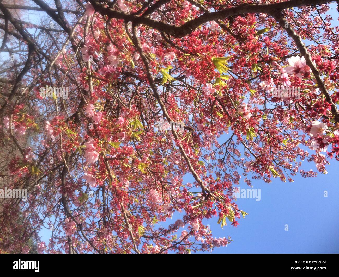 Shinjuku Gyoen Cherry Blossom Foto Stock
