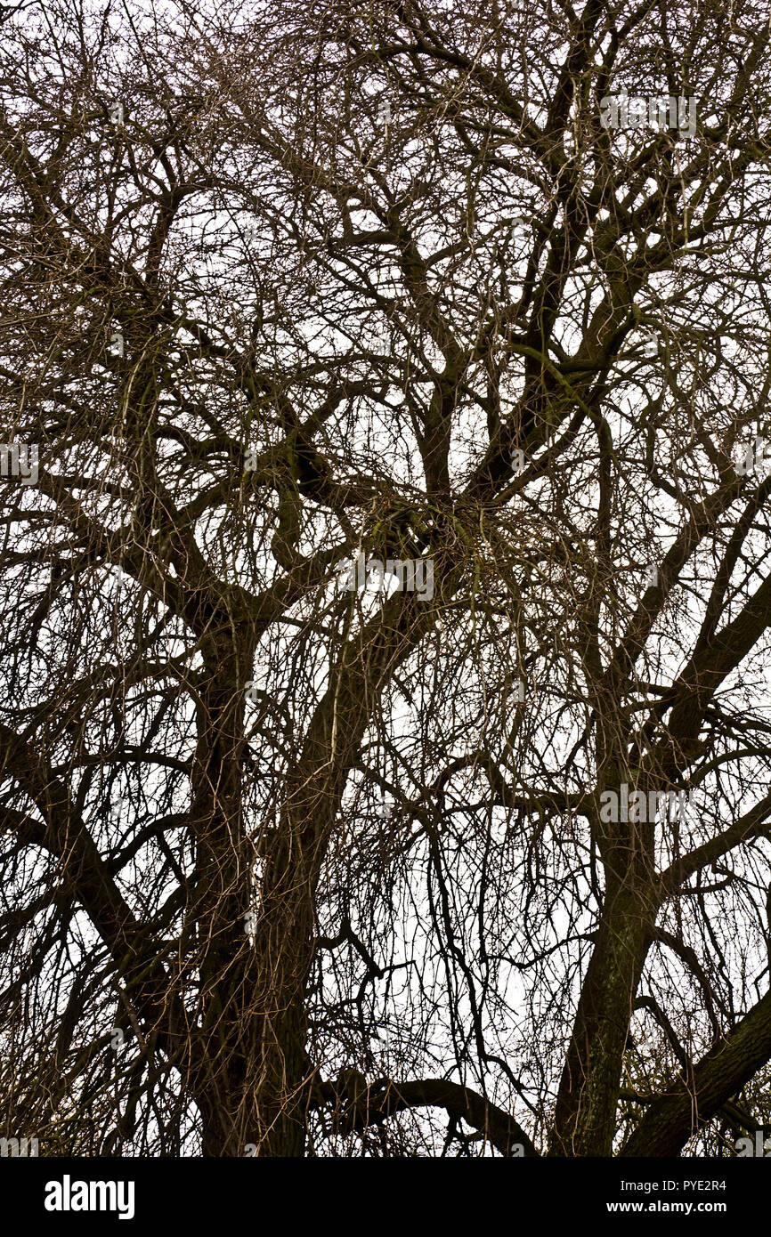 I rami privi di foglie di vecchi alberi in primavera contro un cielo nuvoloso. Foto Stock