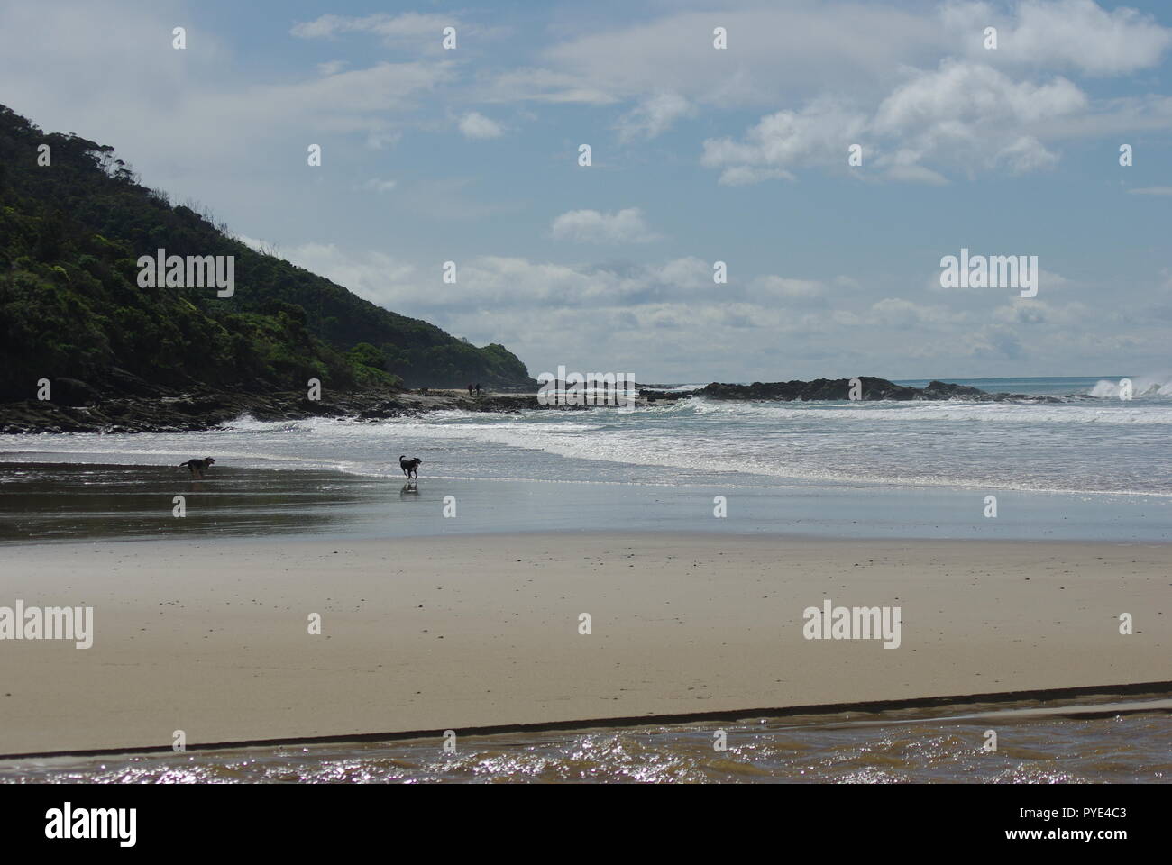 I cani in esecuzione su una spiaggia deserta, Great Ocean Road, Victoria, Australia Foto Stock