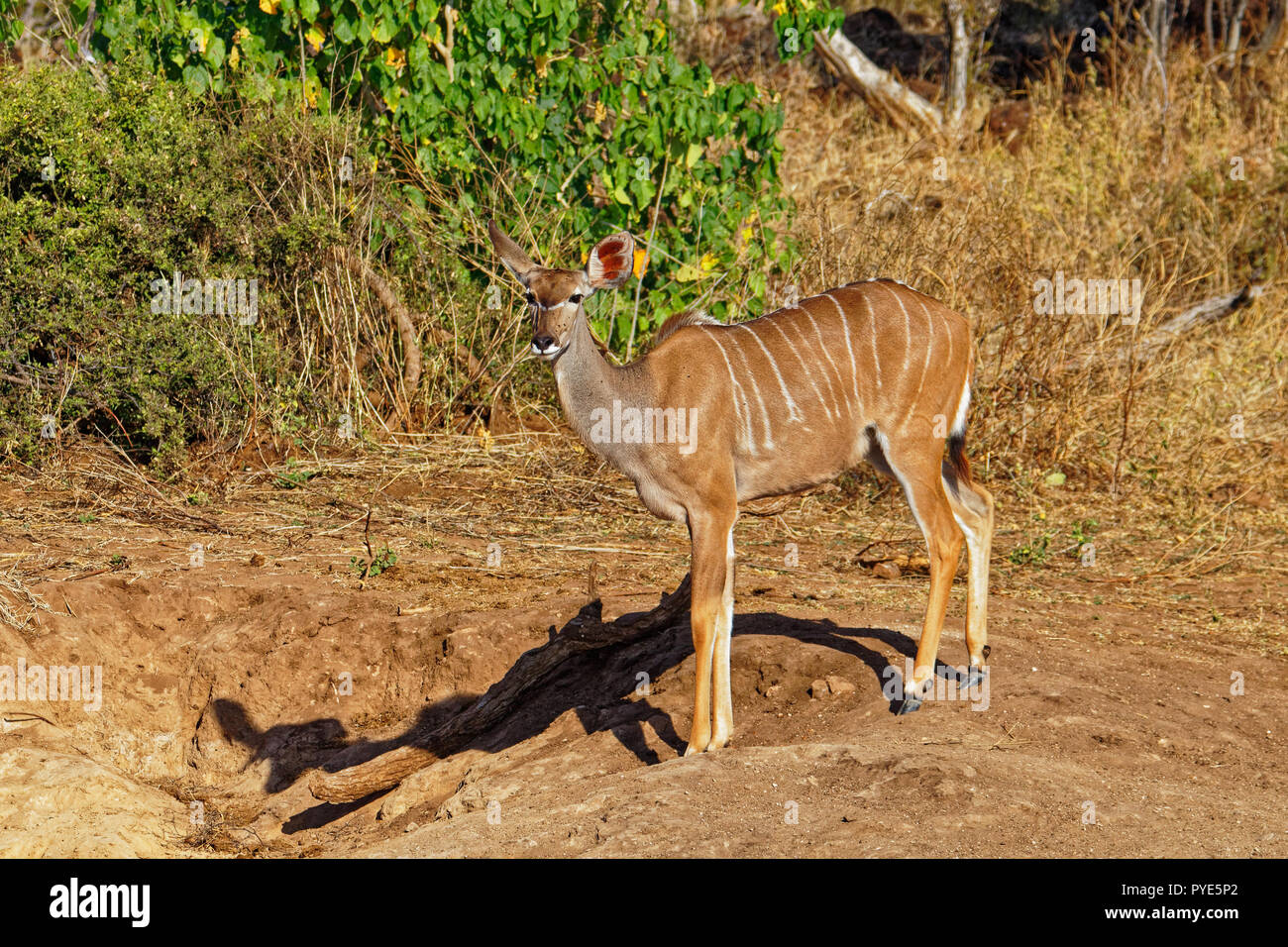 Maggiore Kudu, un bianco striato antilope di Botswana, guardando la telecamera Foto Stock