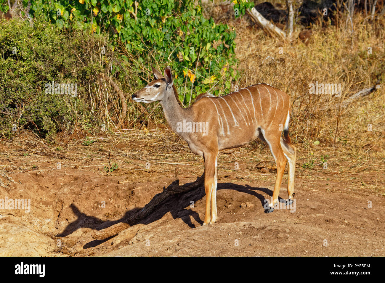 Maggiore Kudu, antilope di Botswana, in piedi sul lato Foto Stock