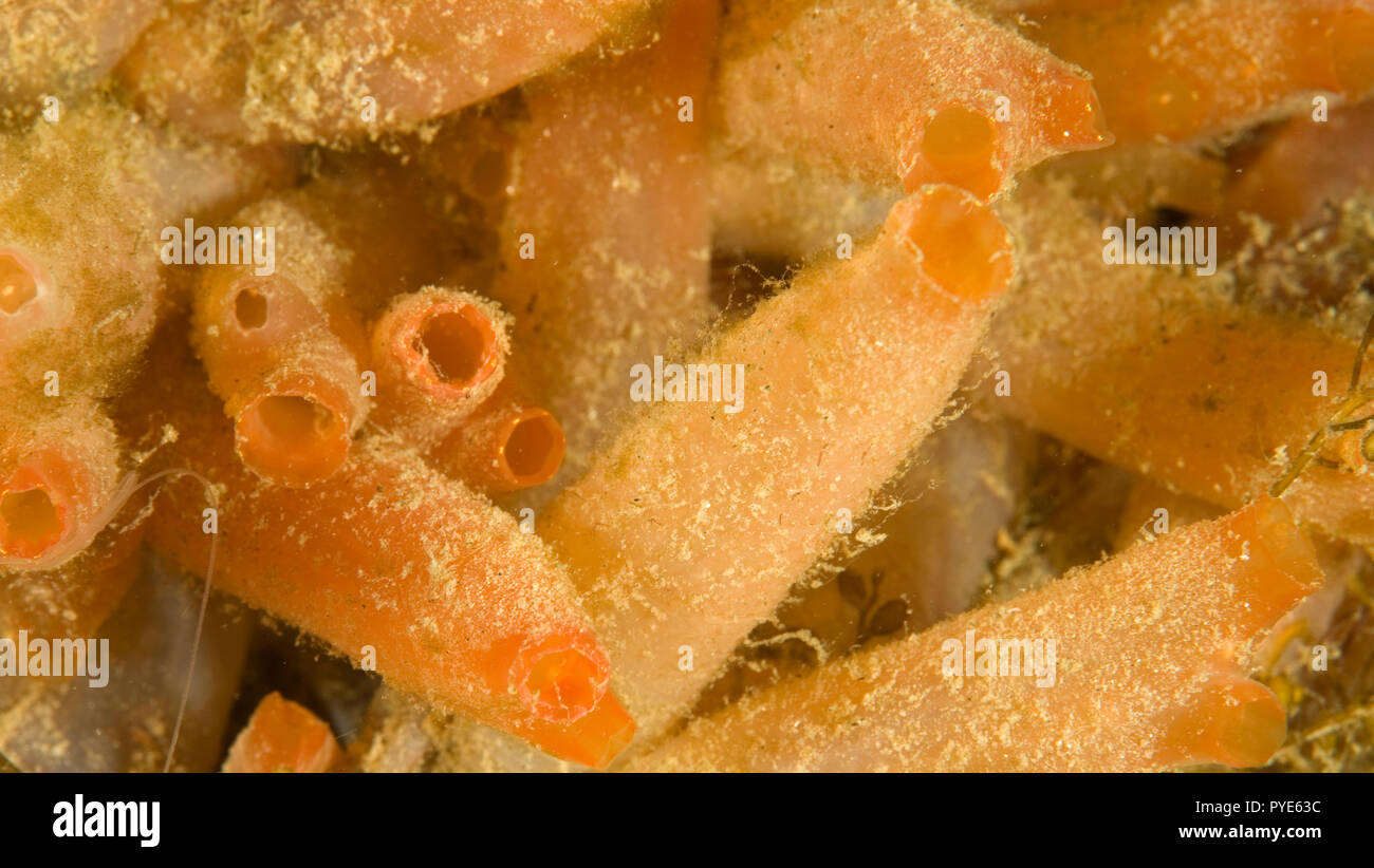 Ascidiacei, Svezia; (comunemente noto come le ascidie o mare schizza) è una classe paraphyletic in Tunicata subphylum Foto Stock