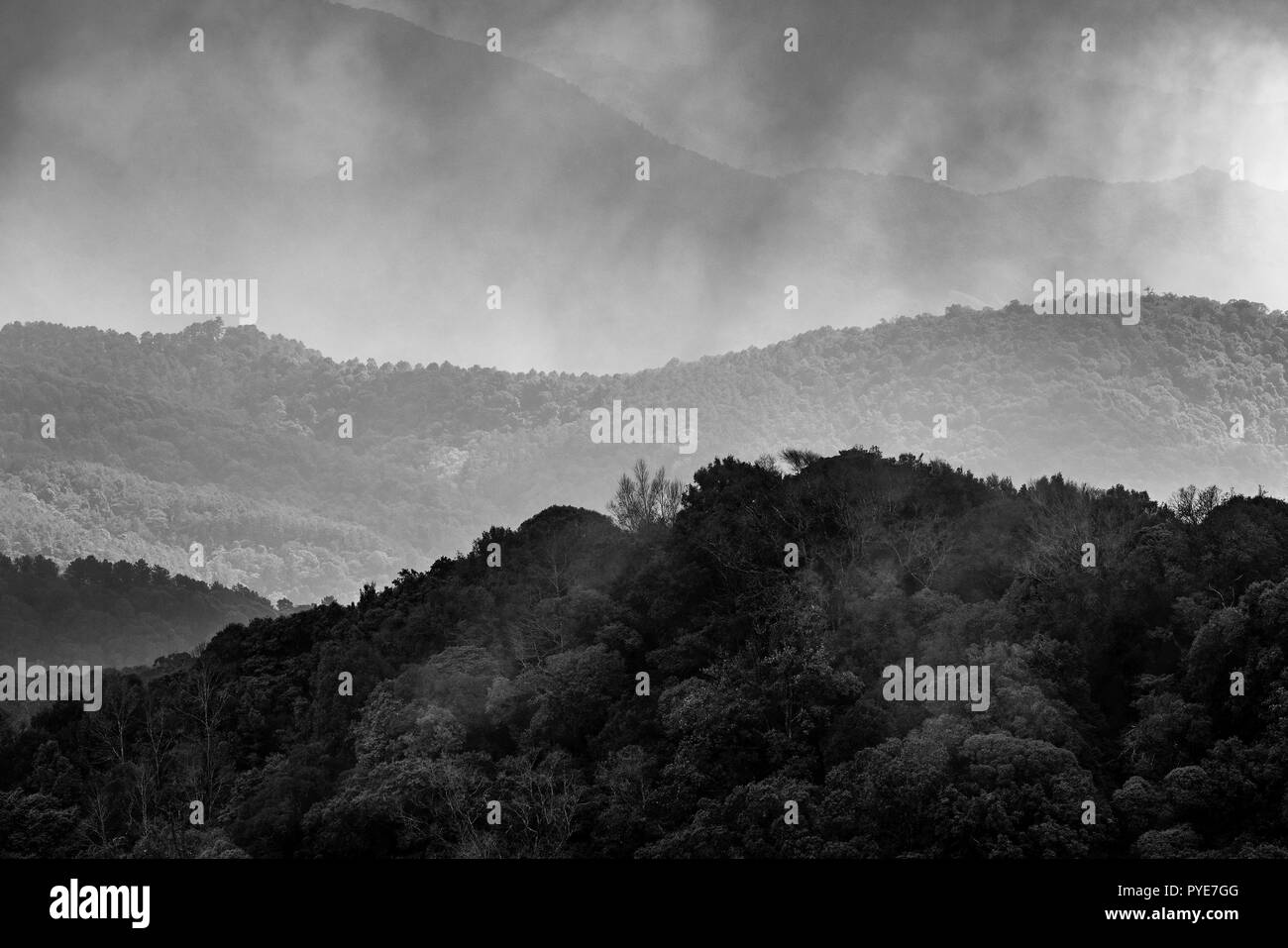 Alta Foresta Pluviale di montagna della Thailandia Foto Stock