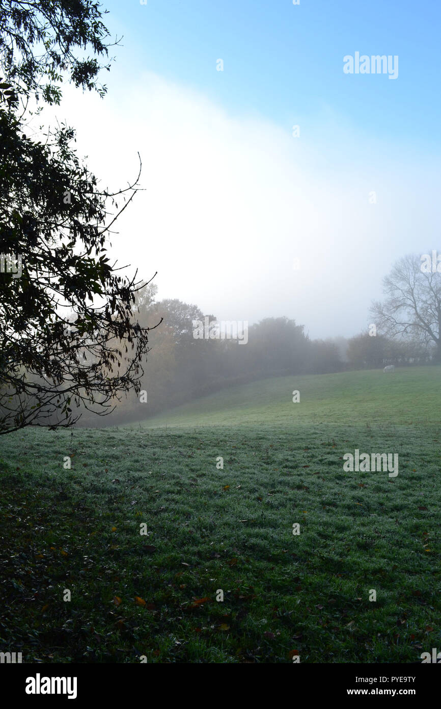 Nebbia o foschia al Colle Ide e Scord il legno, Kent, Regno Unito Inghilterra, nel mese di novembre. La NT i boschi sono a uno di Kent il massimo dei punti. Foto Stock