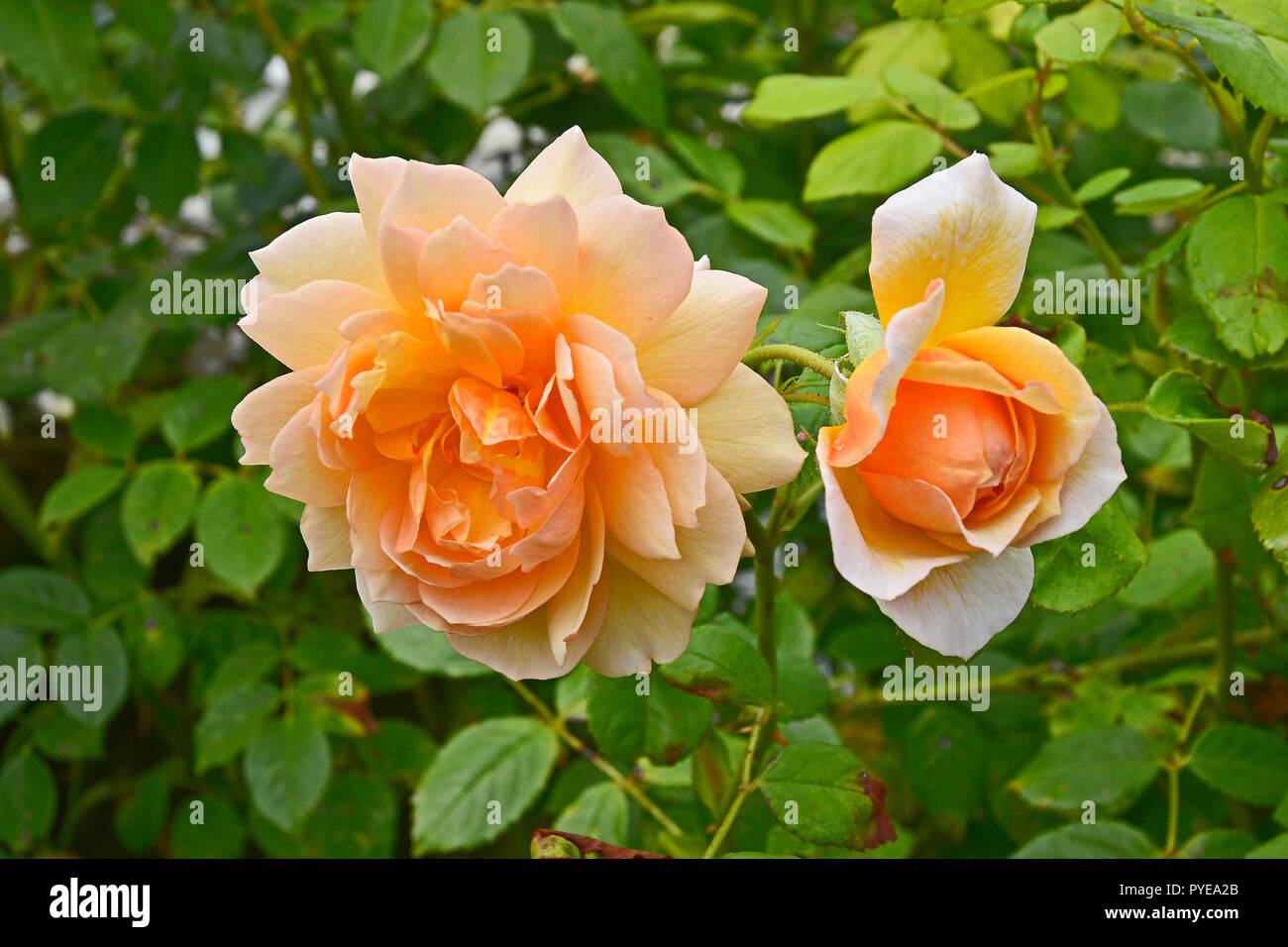 Close up di Rosa di Compassione in un giardino fiorito Foto Stock