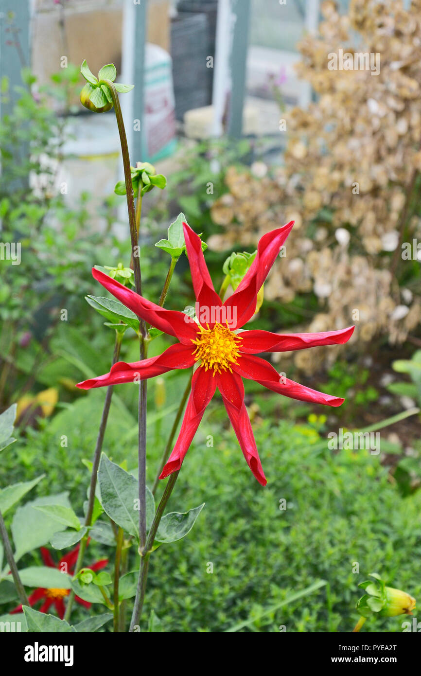 Close up Dahlia 'Honka sorpresa' in un confine di fiori Foto Stock