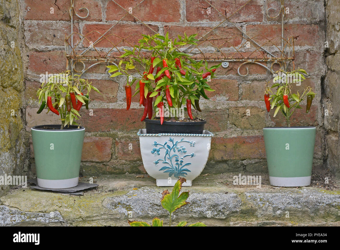 Tre piccoli contenitori in ceramica crescente peperoncini rossi Foto Stock