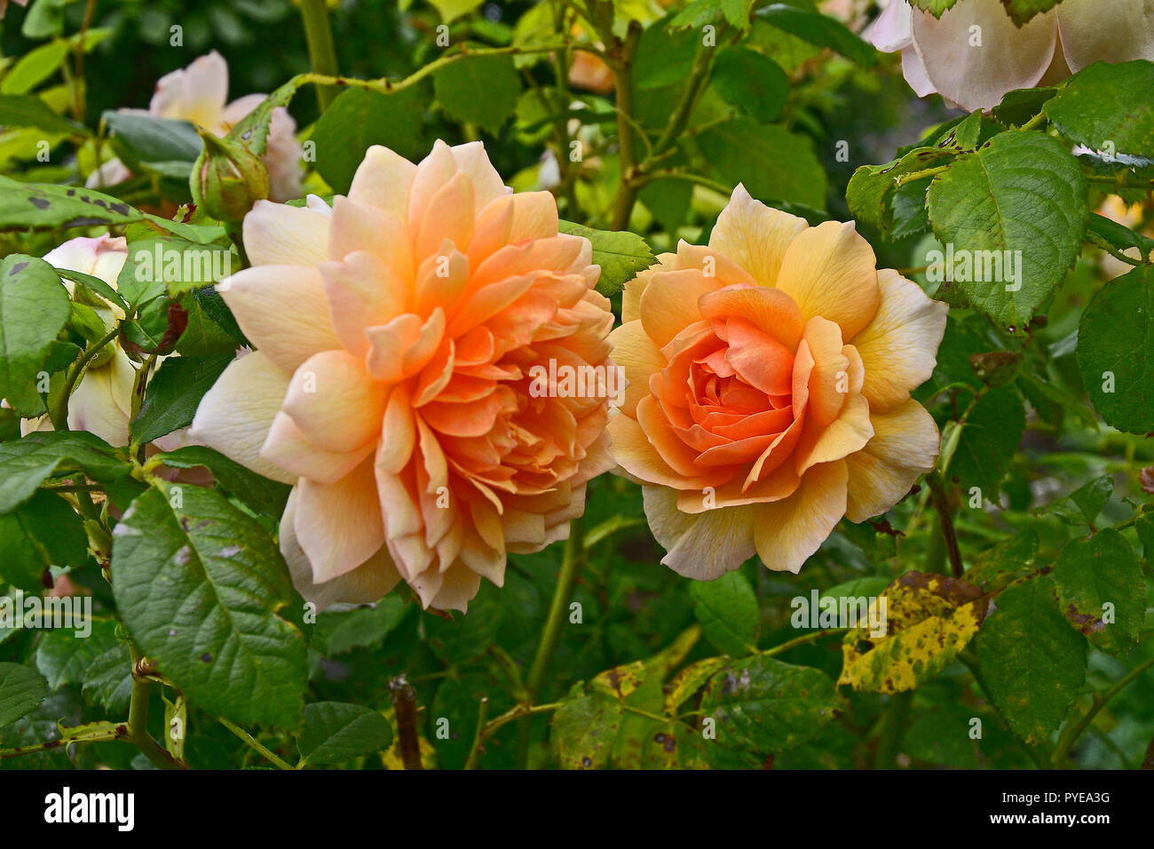 Close up di Rosa di Compassione in un giardino fiorito Foto Stock